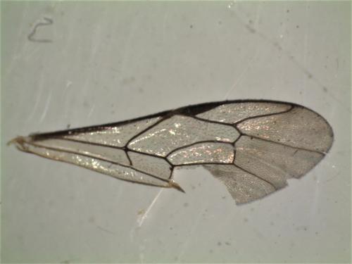 Réf. 316 915 : Anomalon cruentatum